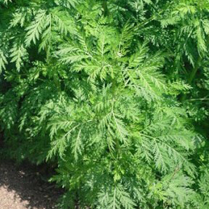 Artemisia (aka Wormwood)