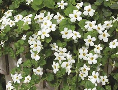 Bacopa Capsules