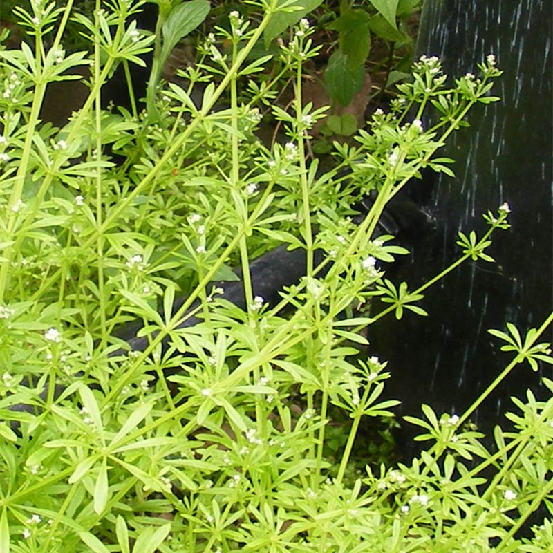 Cleavers Sacred Plants Farmacy