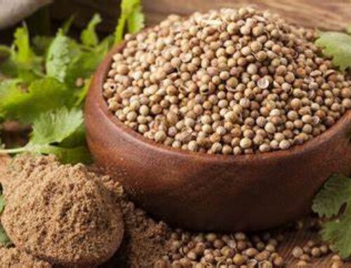 Organic Coriander Seed & Powder