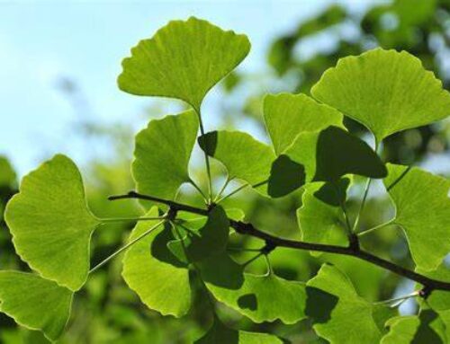 Ginko Biloba