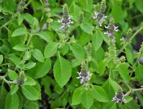 Tulsi – Holy Basil Tincture