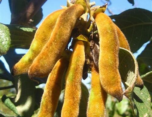 OrganiC Mucuna Pruriens